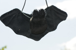 peluche chauve-souris en vente