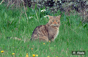 Chat forestier Hauts-de-France