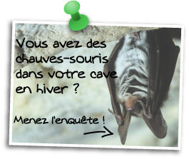 Participez � l'enqu�te chauve-souris Avesnois et fa�tes nous part de vos observations sur www.chauve-souris-avesnois.fr
