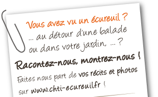 Participez � l'enqu�te �cureuil et fa�tes nous part de vos observations sur www.chti-ecureuil.fr